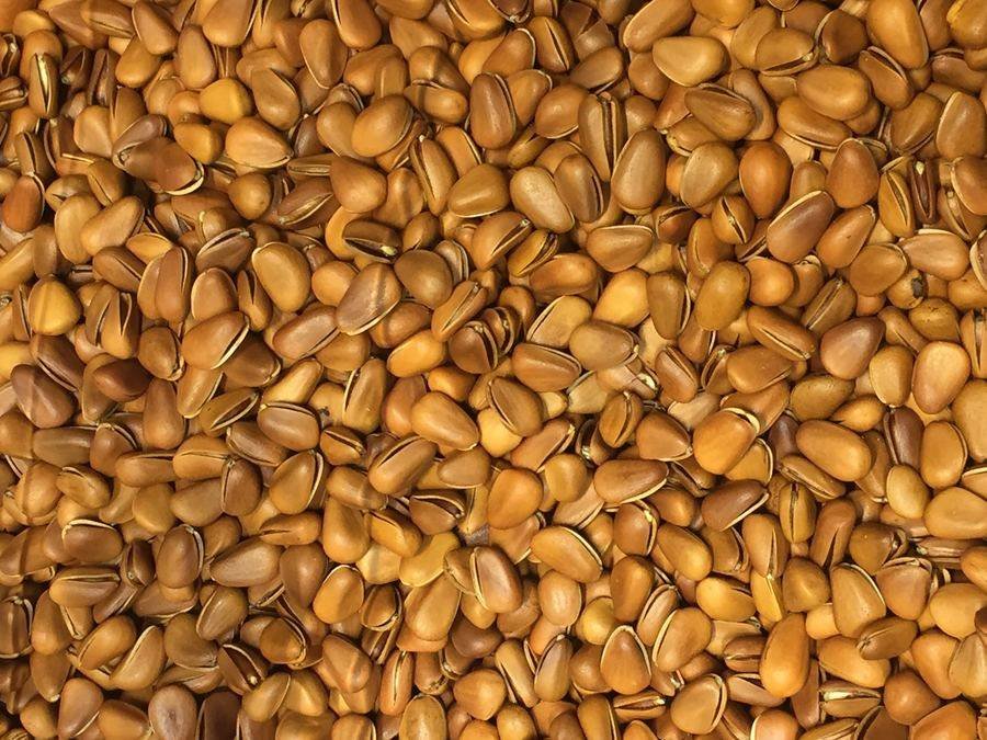 Roasted pine nuts in their shells