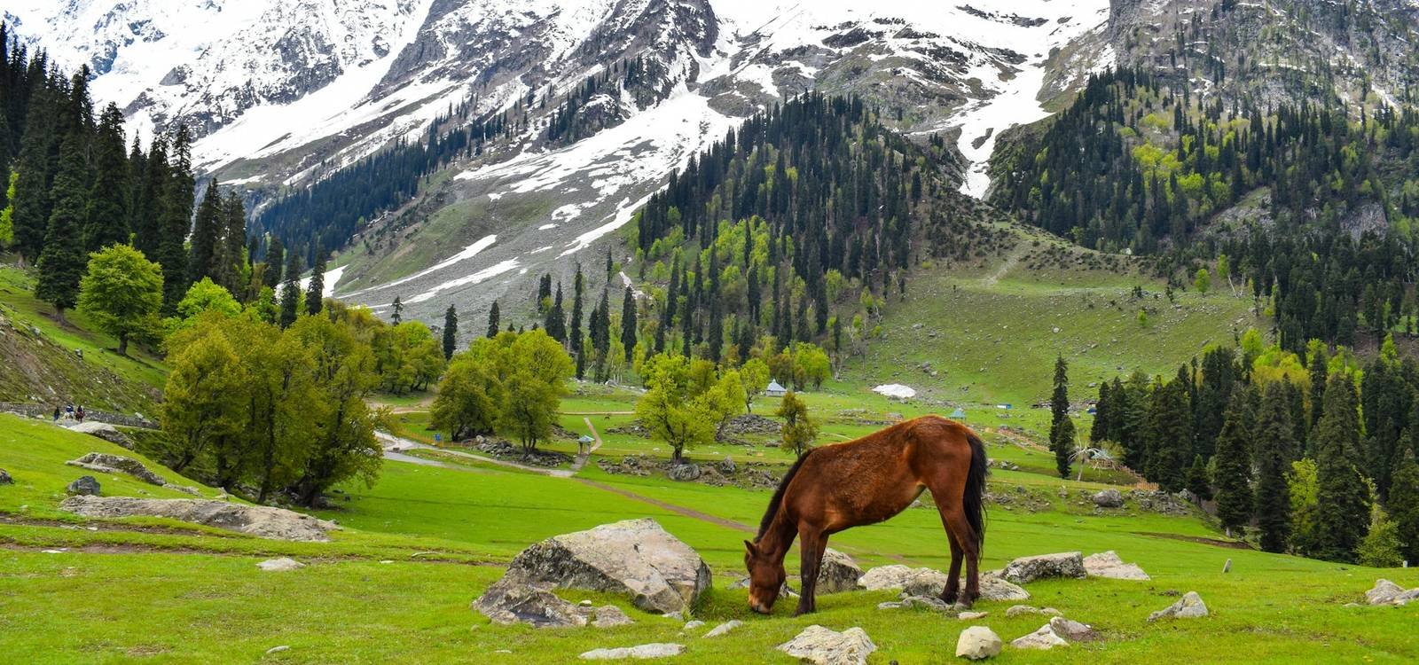 A green valley beneath snow-capped mountains in Kashmir
