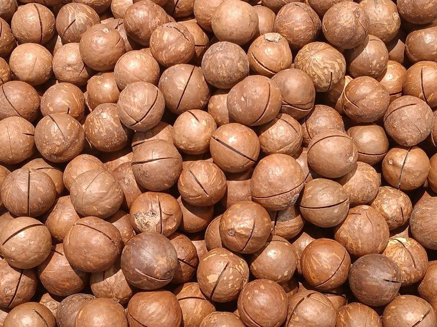 Macadamia nuts in their shells