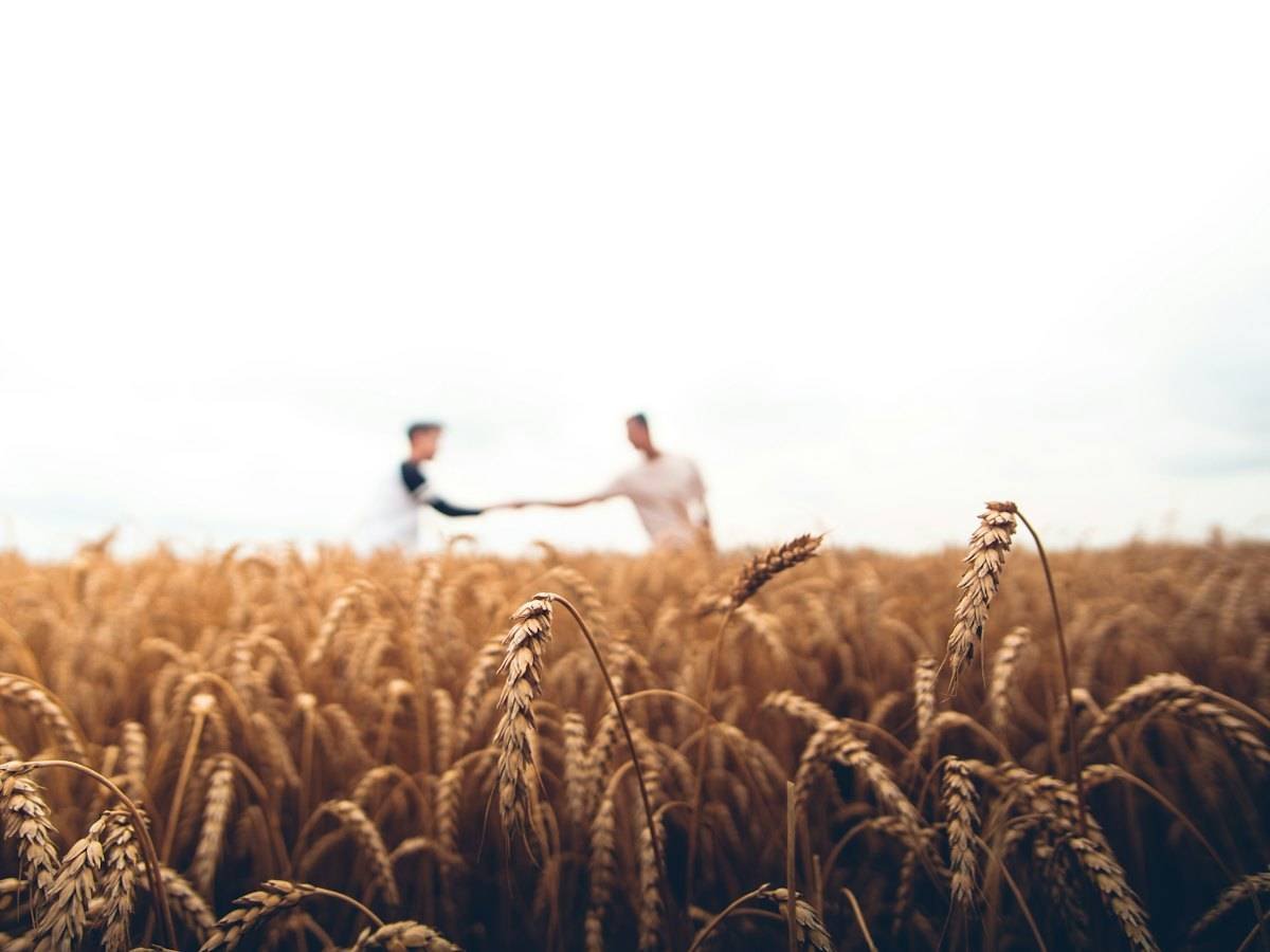 Two people shaking hands in a wheat field