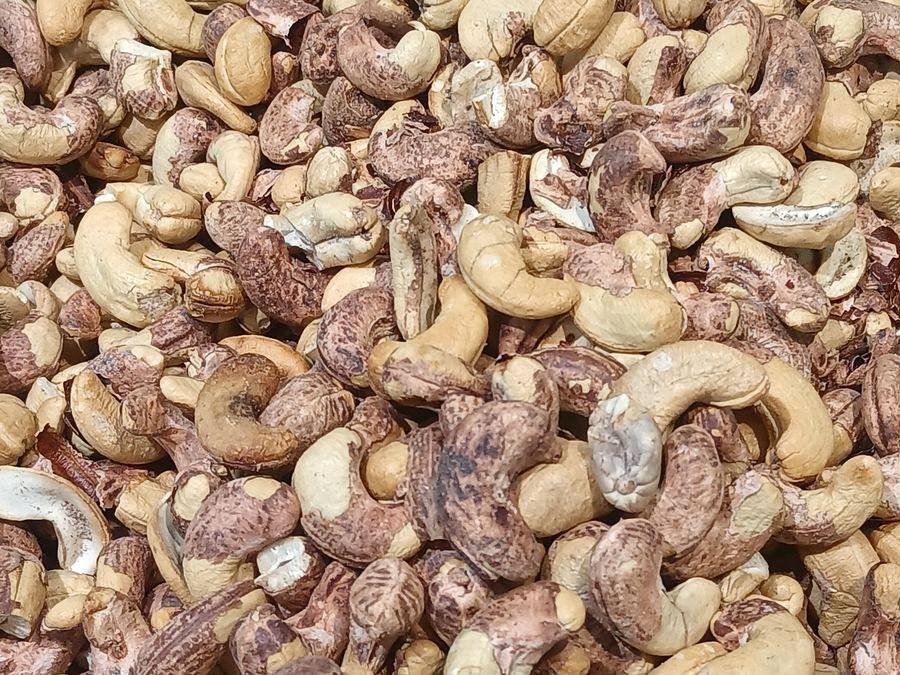 Cashew nuts with their skins